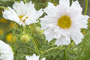 Stitched FC Netherlands Design 02