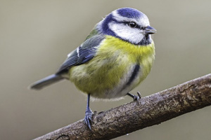 Stitched FC Netherlands Design 01