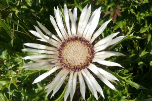 Stitched FC Germany Design 01