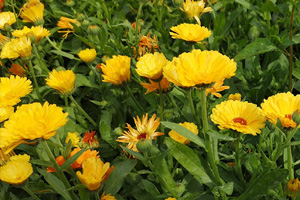 Stitched FC Germany Design 03