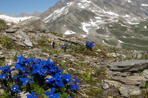 Stitched FC Germany Design 02