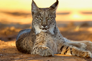 Stitched FC Spain Design 01